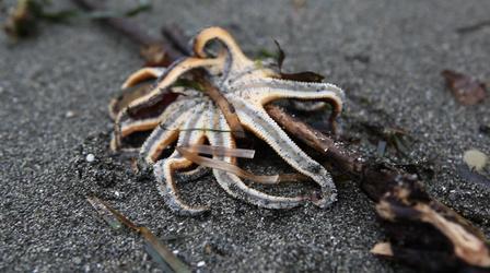 Video thumbnail: PBS NewsHour Why are starfish dying off the Pacific Coast?
