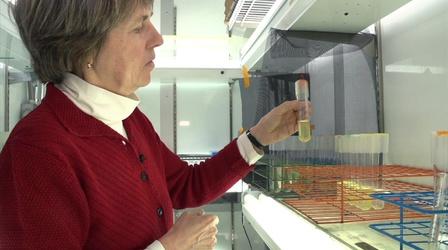 Video thumbnail: PBS NewsHour The phytoplankton that brought Earth to life