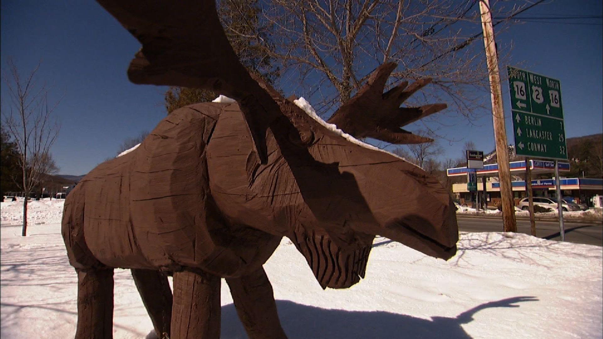 What’s devastating the moose population in New England?
