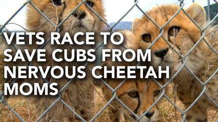 Video thumbnail: PBS NewsHour Vets race to rescue cheetah cubs from their mother