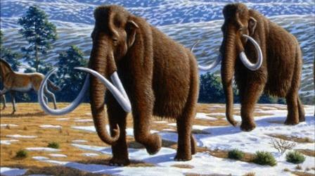 Video thumbnail: PBS NewsHour Should science revive the woolly mammoth?