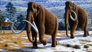 Should science revive the woolly mammoth?