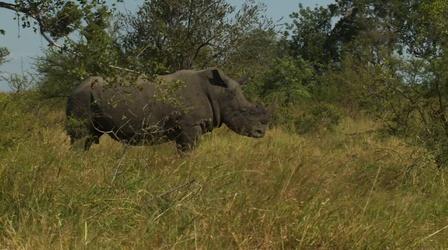 Video thumbnail: PBS NewsHour Can cross-border cooperation save the endangered rhino?