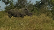 Can cross-border cooperation save the endangered rhino?
