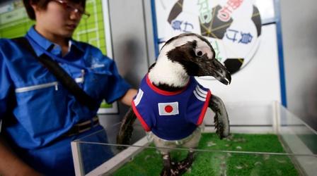 Video thumbnail: PBS NewsHour Animals predict World Cup outcomes across the globe