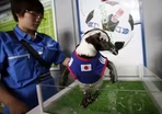 Animals predict World Cup outcomes across the globe