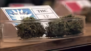 High hopes for a budding cannabis industry