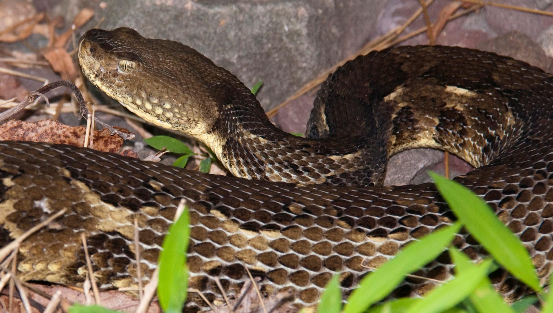 PBS News Hour - Searching for the holy grail of snake bite antidotes ...