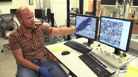 Video thumbnail: PBS NewsHour Mapping the circuitry of a fish's brain