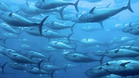 Video thumbnail: PBS NewsHour Pacific island nation of Kiribati bans commercial fishing