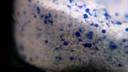 Plastic microbeads pile up into problems for the Great Lakes