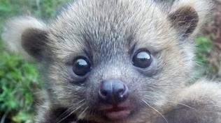 ‘Crowd-sourced’ science sheds new light on olinguito