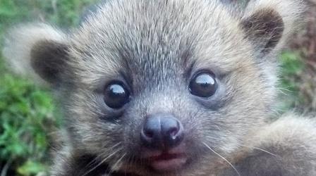 ‘Crowd-sourced’ science sheds new light on olinguito