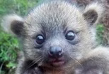 ‘Crowd-sourced’ science sheds new light on olinguito