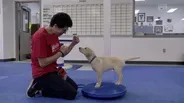 Can dogs be trained to detect the smell of cancer?
