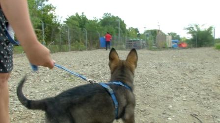 Video thumbnail: PBS NewsHour Lifesavers in training: A day in the life of working dogs