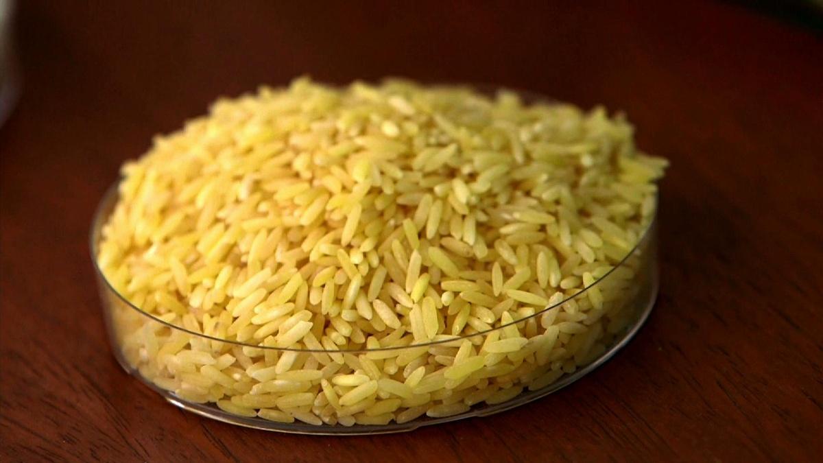 GMO debate grows over golden rice in the Philippines | PBS NewsHour ...
