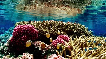 Video thumbnail: PBS NewsHour Expanding a pristine national monument in the Pacific