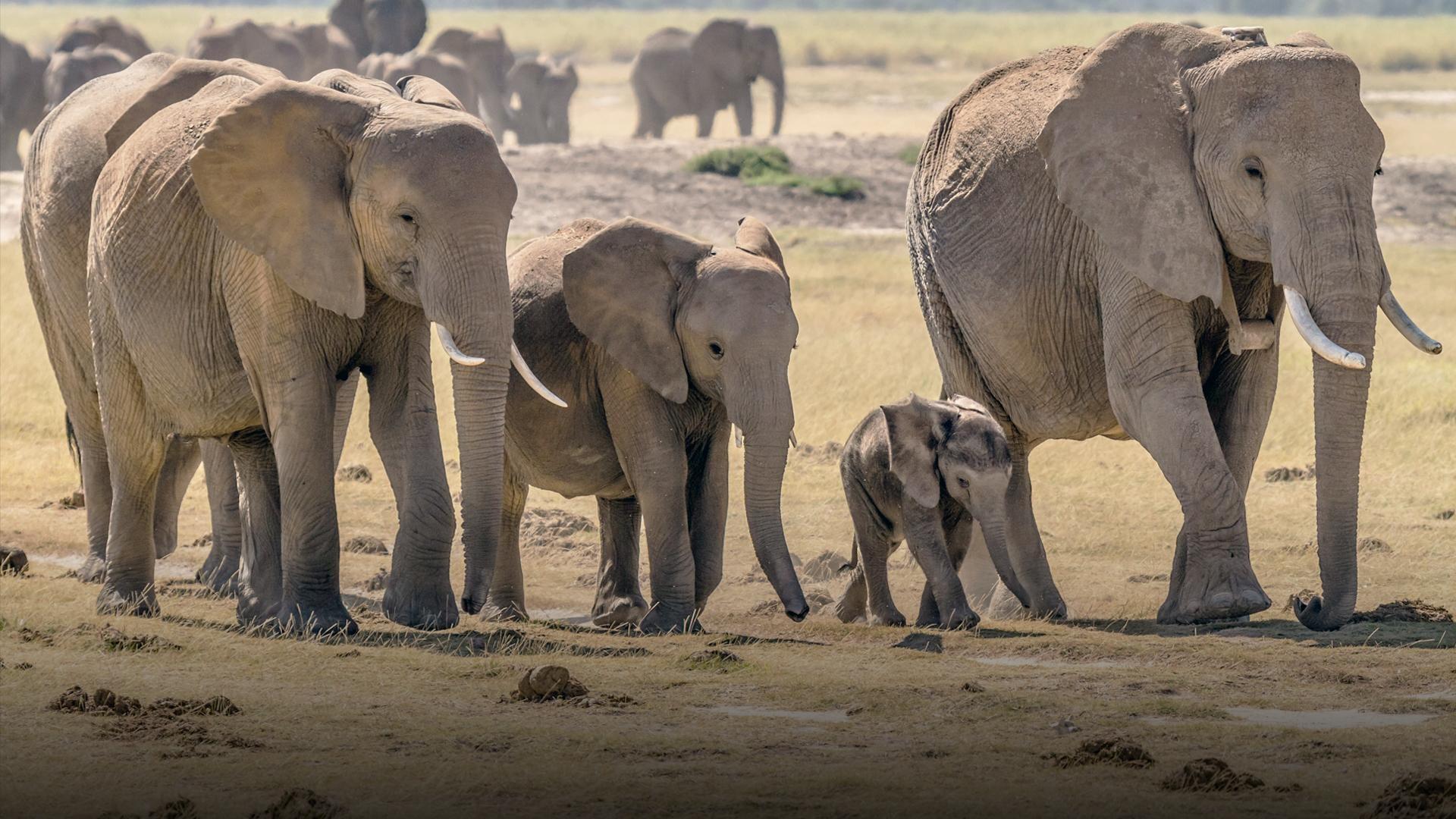 Racing to save Kenya’s wild elephants from poachers