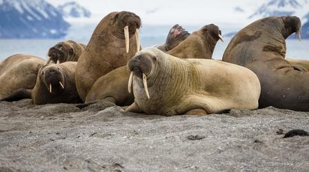 Video thumbnail: PBS NewsHour 35,000 walruses on Alaska shore a sign of tremendous change