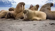 35,000 walruses on Alaska shore a sign of tremendous change
