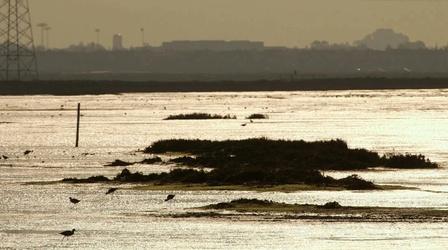 Video thumbnail: PBS NewsHour Restored wetlands welcome wildlife around San Francisco Bay