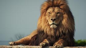 Video thumbnail: PBS NewsHour Protecting the African lion from trophy hunters