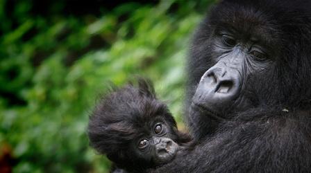 Video thumbnail: PBS NewsHour Rangers risk death to save Africa’s oldest national park