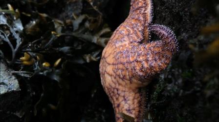 Video thumbnail: PBS NewsHour Scientists find culprit virus in West Coast starfish deaths