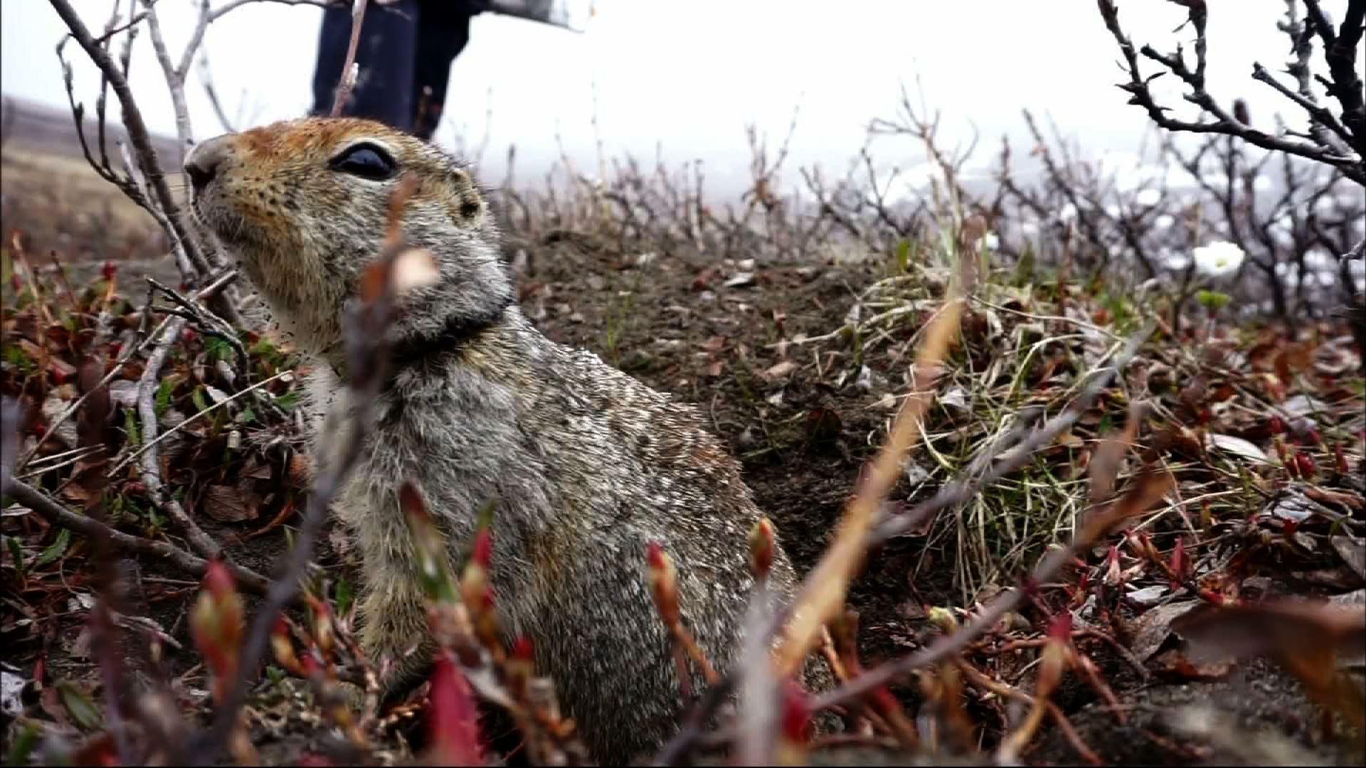 How soil and squirrels offer cues on Alaska climate change