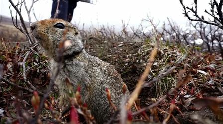 Video thumbnail: PBS NewsHour How soil and squirrels offer cues on Alaska climate change