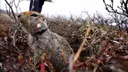 How soil and squirrels offer cues on Alaska climate change