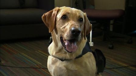 Video thumbnail: PBS NewsHour Translating canine communication with computer science