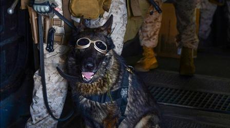 Video thumbnail: PBS NewsHour What happens to a war dog if his handler is killed?