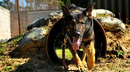 Video thumbnail: PBS NewsHour Soldiers find special bond with dogs trained for war