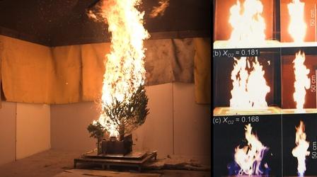 Video thumbnail: PBS NewsHour Sparking love for science by studying Christmas trees burn