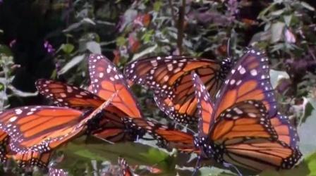 Video thumbnail: PBS NewsHour Monarch butterflies could get endangered species status