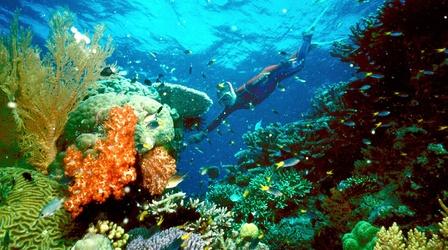Video thumbnail: PBS NewsHour Giving dead reefs new life with fast-growing corals