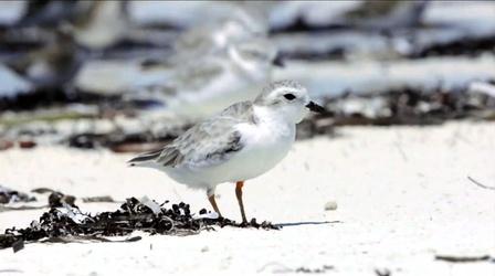 Scientists hope to protect the piping plover’s winter home