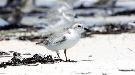 Video thumbnail: PBS NewsHour Scientists hope to protect the piping plover’s winter home
