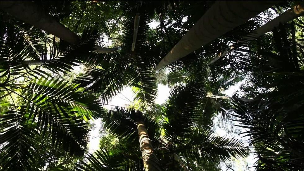 How poet W.S. Merwin found paradise by planting palm trees image