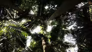 How poet W.S. Merwin found paradise by planting palm trees