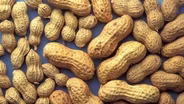 Feeding infants peanuts could reverse dramatic allergy rise