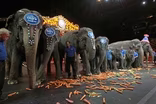 Why animal groups pushed for circus elephant retirement