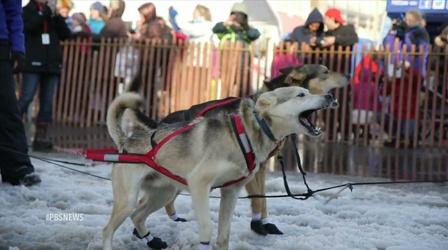 Video thumbnail: PBS NewsHour Iditarod imports snow for race’s slushy start