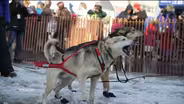 Iditarod imports snow for race’s slushy start