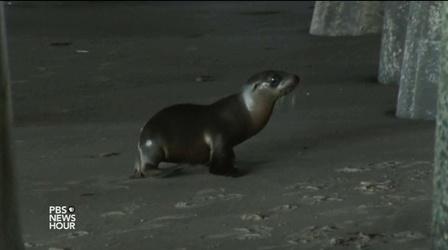 Video thumbnail: PBS NewsHour Why are sea lion pups crowding California’s shores?