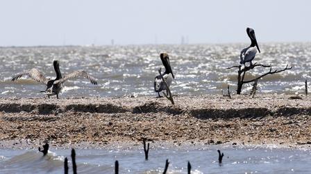 Video thumbnail: PBS NewsHour Five years on, what do we know about BP oil spill damage?