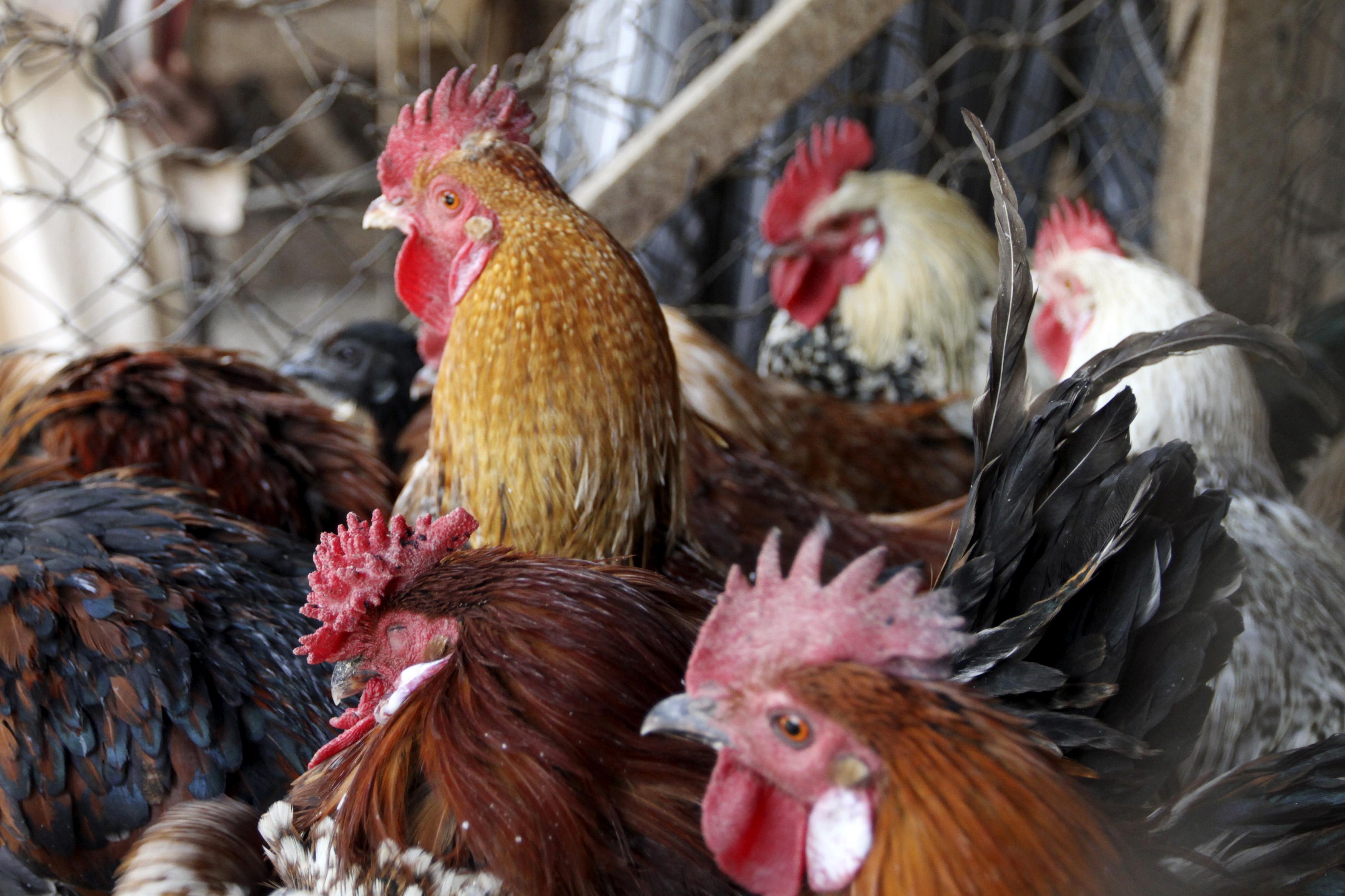 How did Iowa's Avian Flu outbreak get this bad?