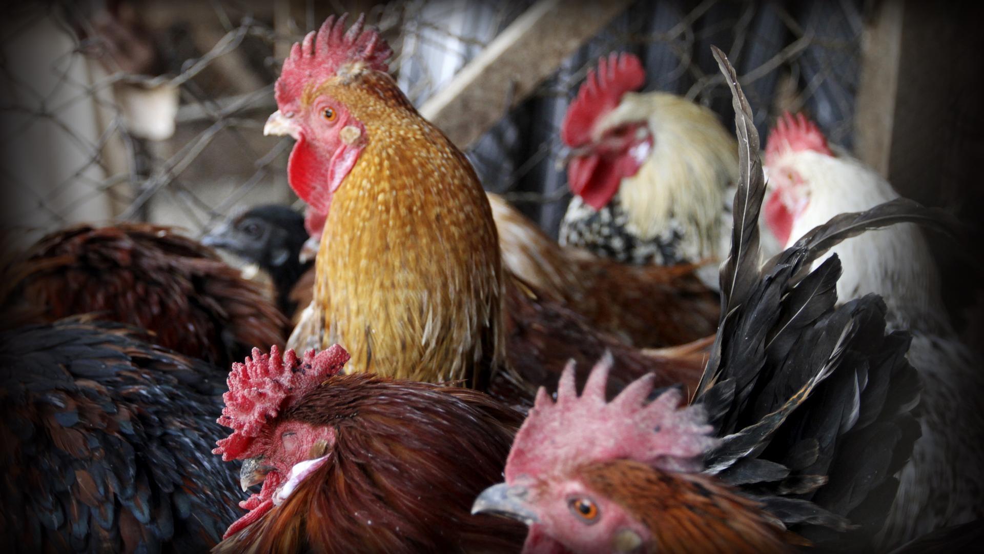 Worst U.S. bird flu outbreak hurts Midwest farmers